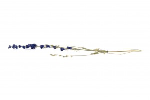 dried-delphinium-18.