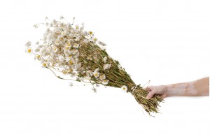 dried-rhodanthe-18.