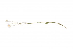 dried-rhodanthe-18.