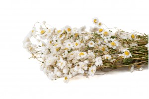 dried-rhodanthe-18.