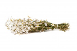 dried-rhodanthe-18.