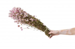 dried-rhodanthe-18.