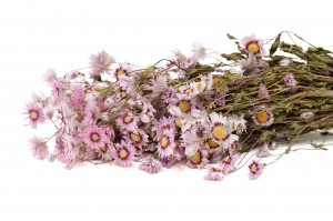 dried-rhodanthe-18