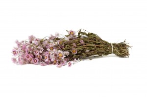 dried-rhodanthe-18.