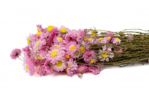 acroclinium-sec-18.
