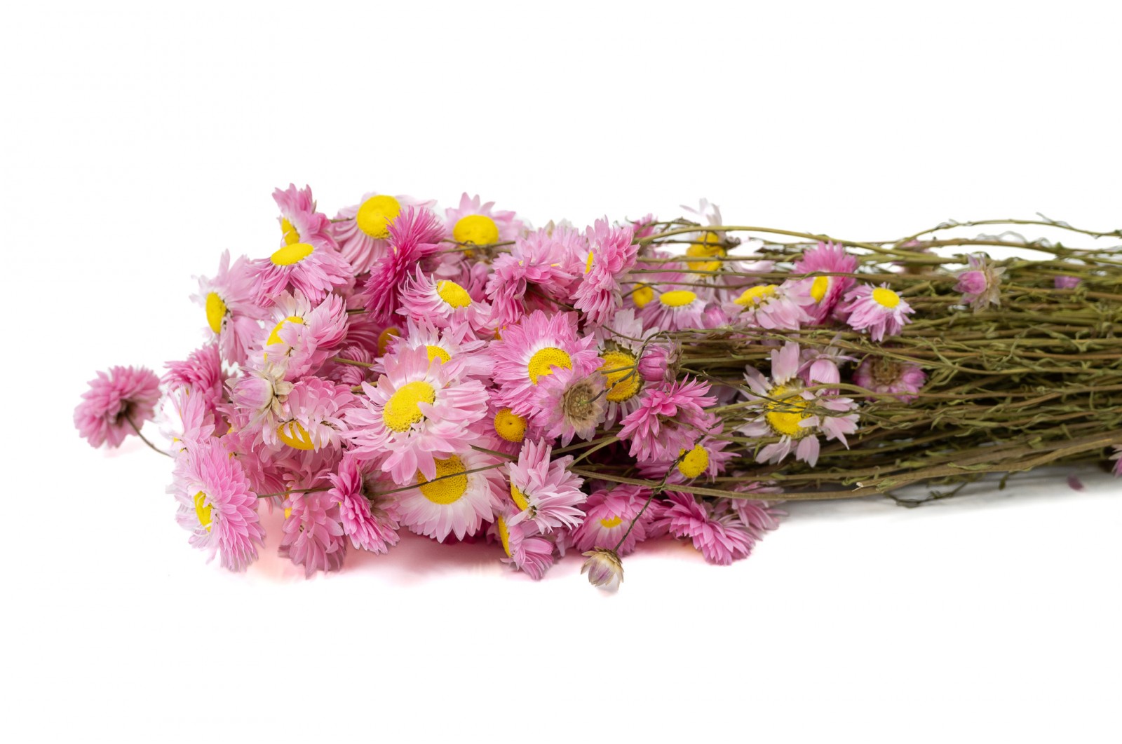 Acroclinium sec (18) acroclinium-sec-18