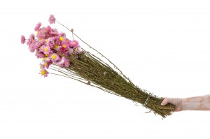 acroclinium-sec-18.