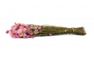 dried-acroclinium-18.