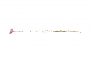acroclinium-sec-18.