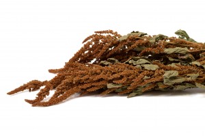 dried-amaranthus-18