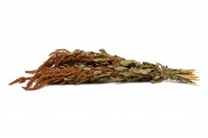 dried-amaranthus-18.
