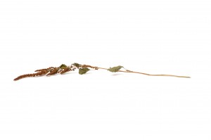 dried-amaranthus-18.