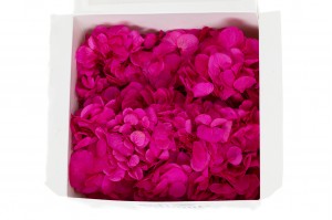 preserved-posy-hydrangea-14.