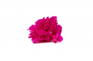 preserved-posy-hydrangea-14.