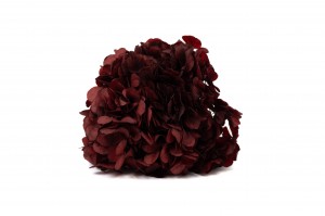 hortensia-stabilise-14.