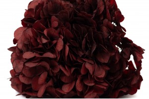 hortensia-stabilise-14.