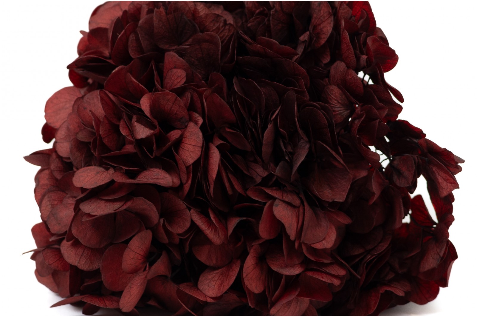 Hortensia stabilisé (14) hortensia-stabilise-14