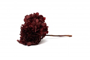 hortensia-stabilise-14.