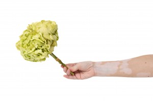 preserved-hydrangea-14.