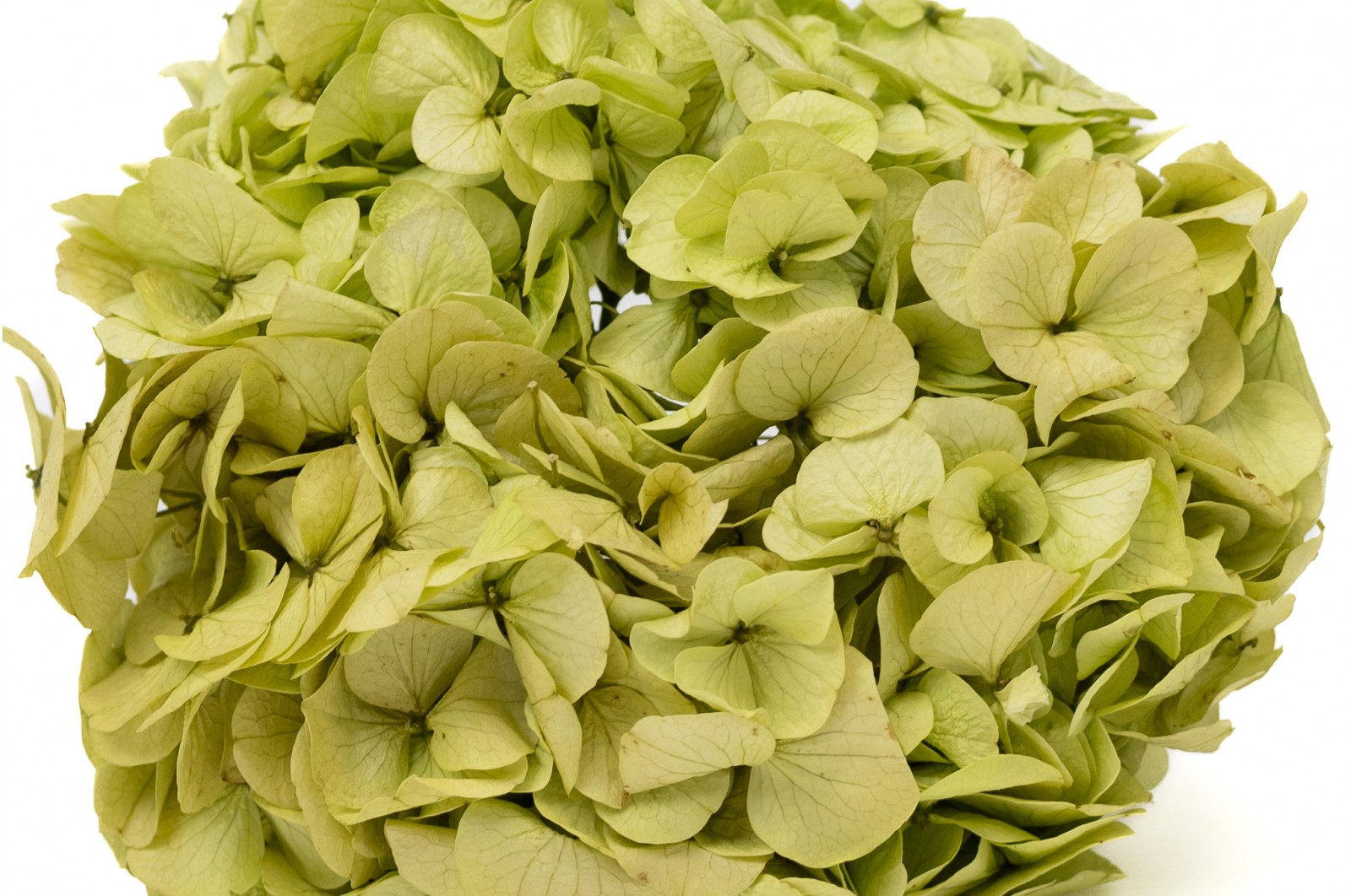 Preserved hydrangea (14) preserved-hydrangea-14