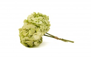preserved-hydrangea-14.