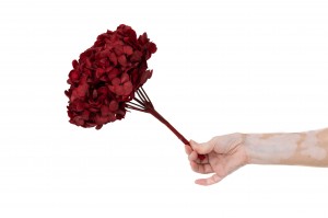 preserved-hydrangea-14.