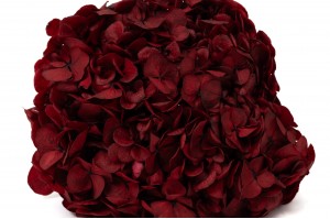 preserved-hydrangea-14.