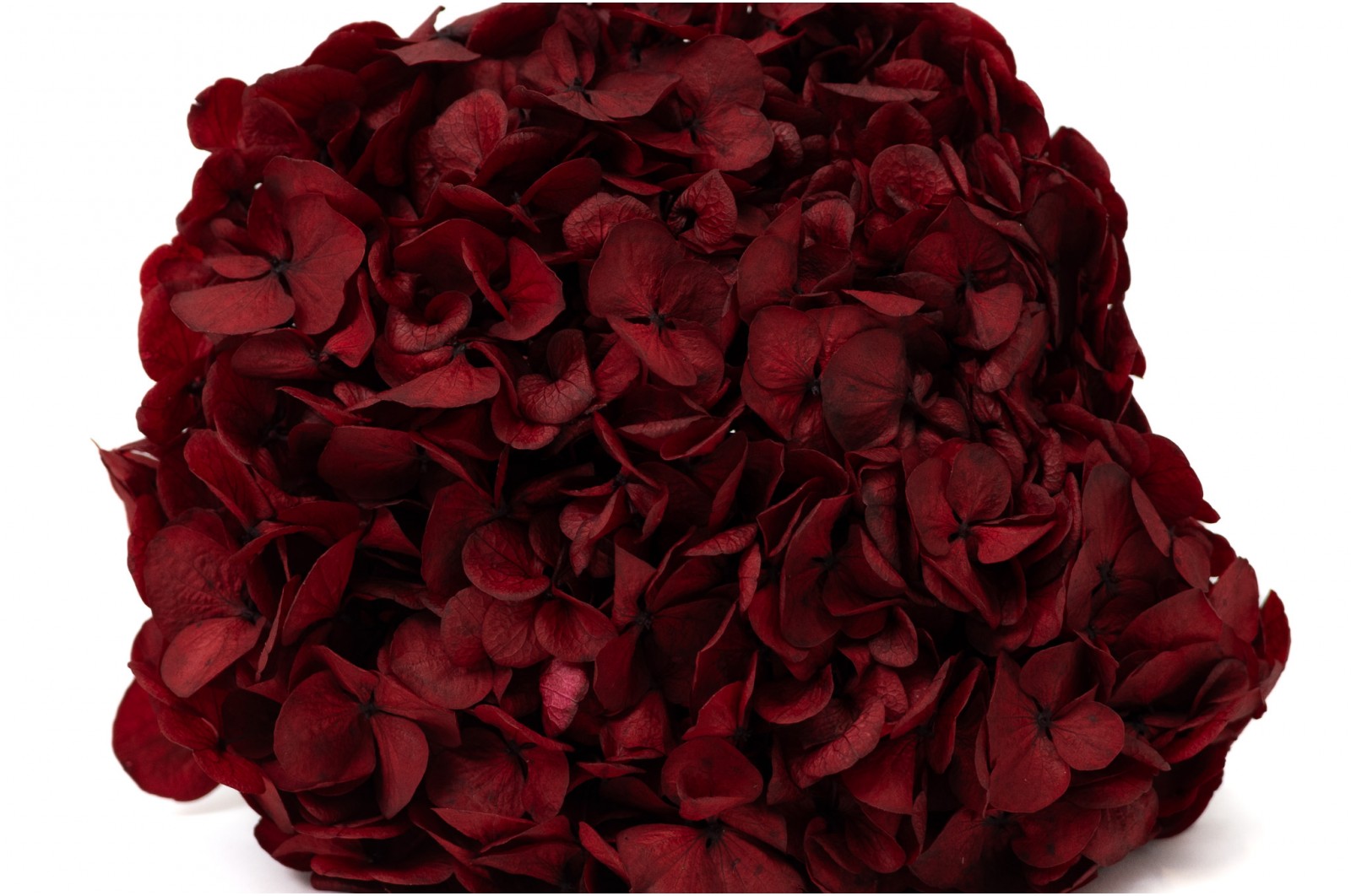 preserved-hydrangea-14