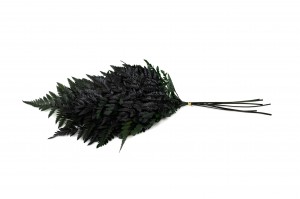 preserved-leather-fern-14.