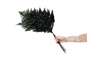 preserved-leather-fern-14.