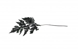 preserved-leather-fern-14.
