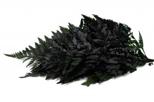 preserved-leather-fern-14