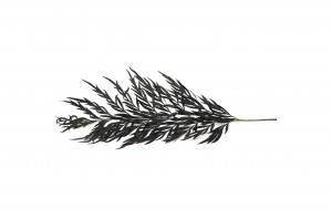 preserved-grevillea-fern-14.