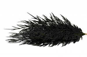 preserved-grevillea-fern-14