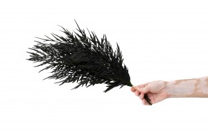 stabilisierter-grevillea-farn-14.
