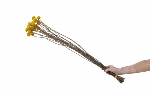 getrocknete-trommelstock-xl-18.