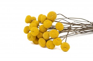 dried-craspedia-xl-18