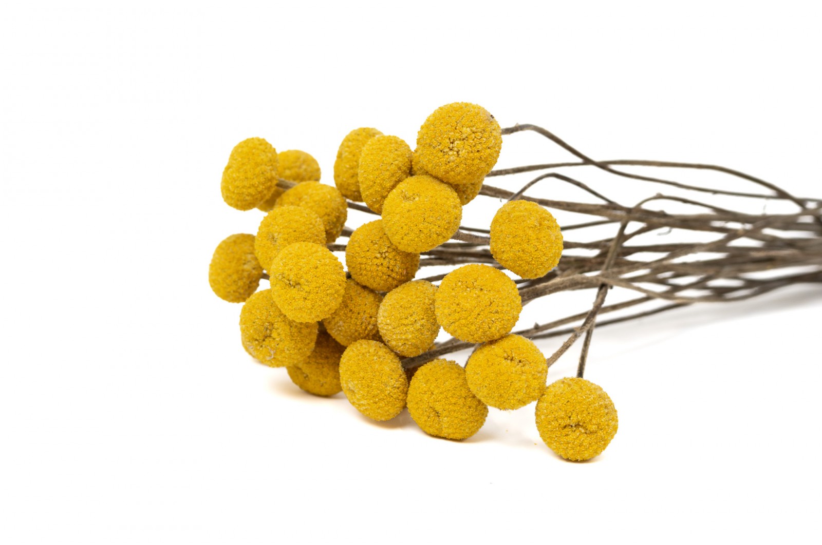 Dried craspedia XL (18) dried-craspedia-xl-18