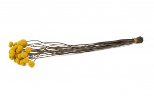 dried-craspedia-xl-18.