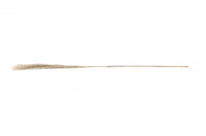 miscanthus-sec-29.