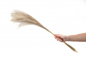 miscanthus-sec-29.