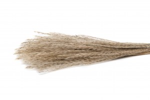 miscanthus-sec-29