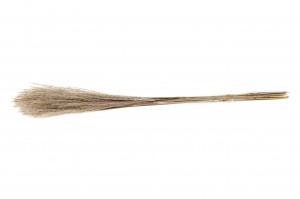 miscanthus-sec-29.