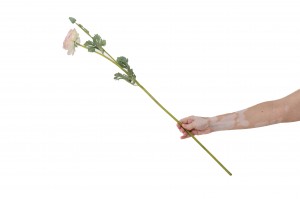renoncule-artificielle-41.
