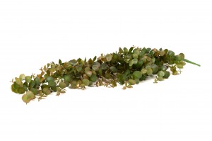 artificial-hanging-eucalyptus-41.