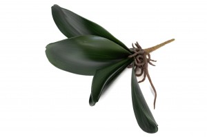 phalaenopsis-blaetter-stecker-41