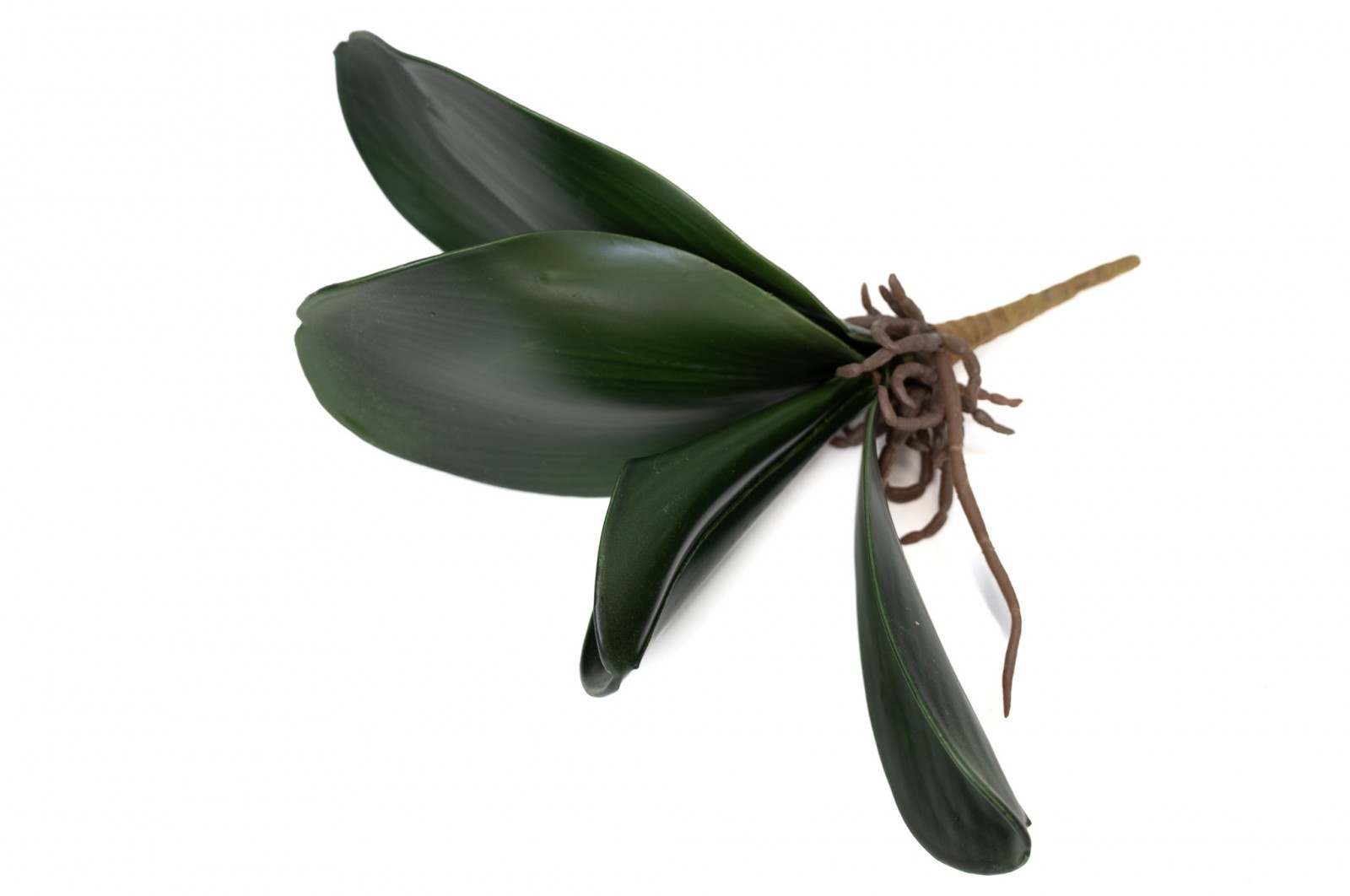 Phalaenopsis Leaves Pick (41) phalaenopsis-leaves-pick-41