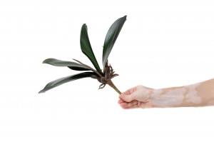 phalaenopsis-leaves-pick-41.