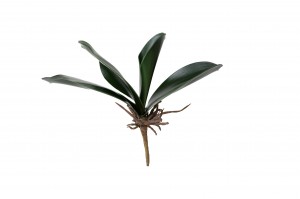 feuilles-de-phalaenopsis-piquet-41.