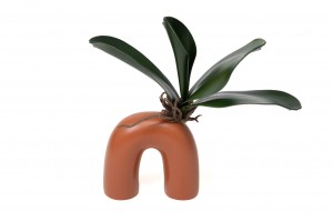 phalaenopsis-leaves-pick-41.